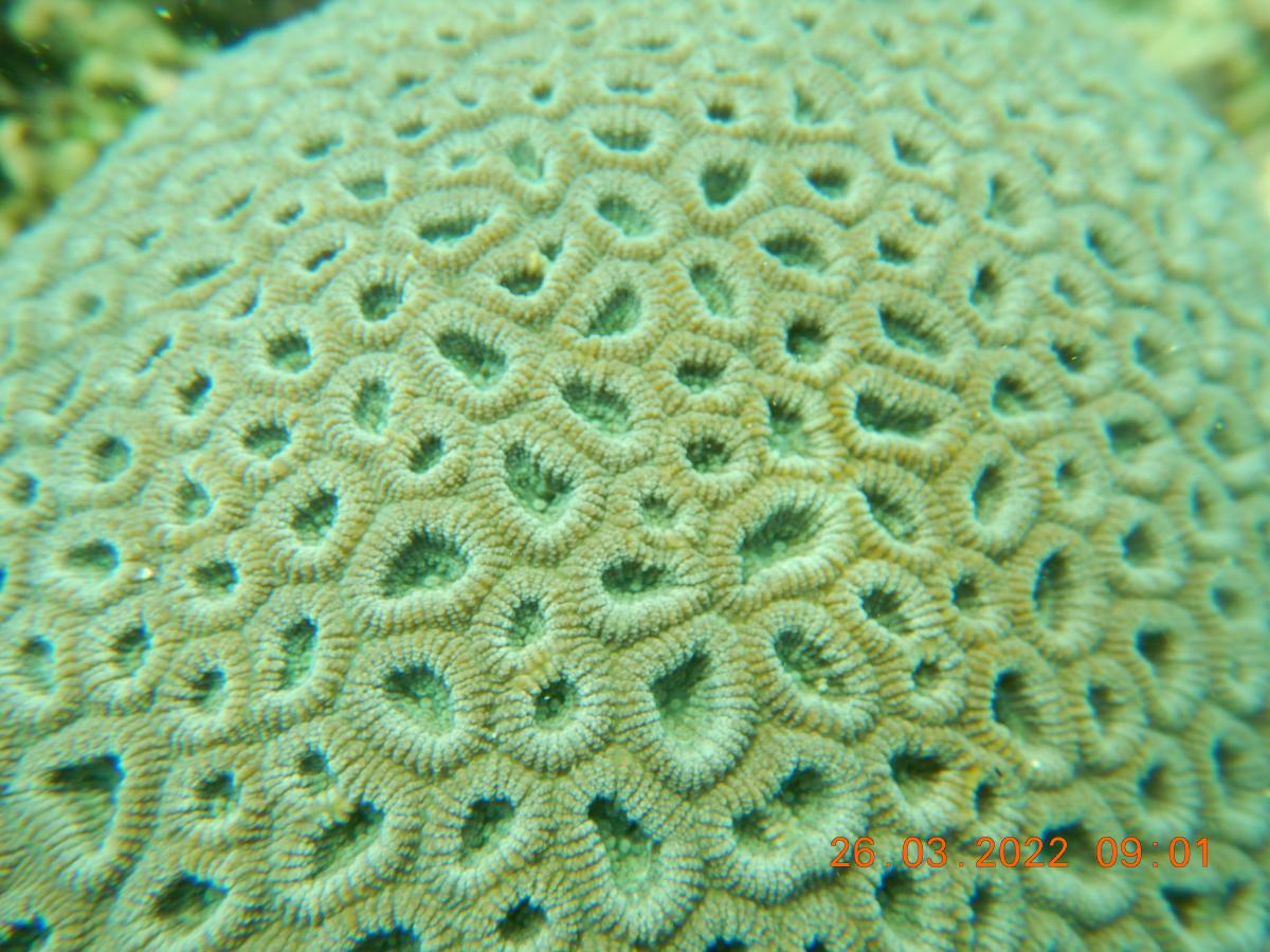 CORAL REEF HEALTH MONITORING NCCR